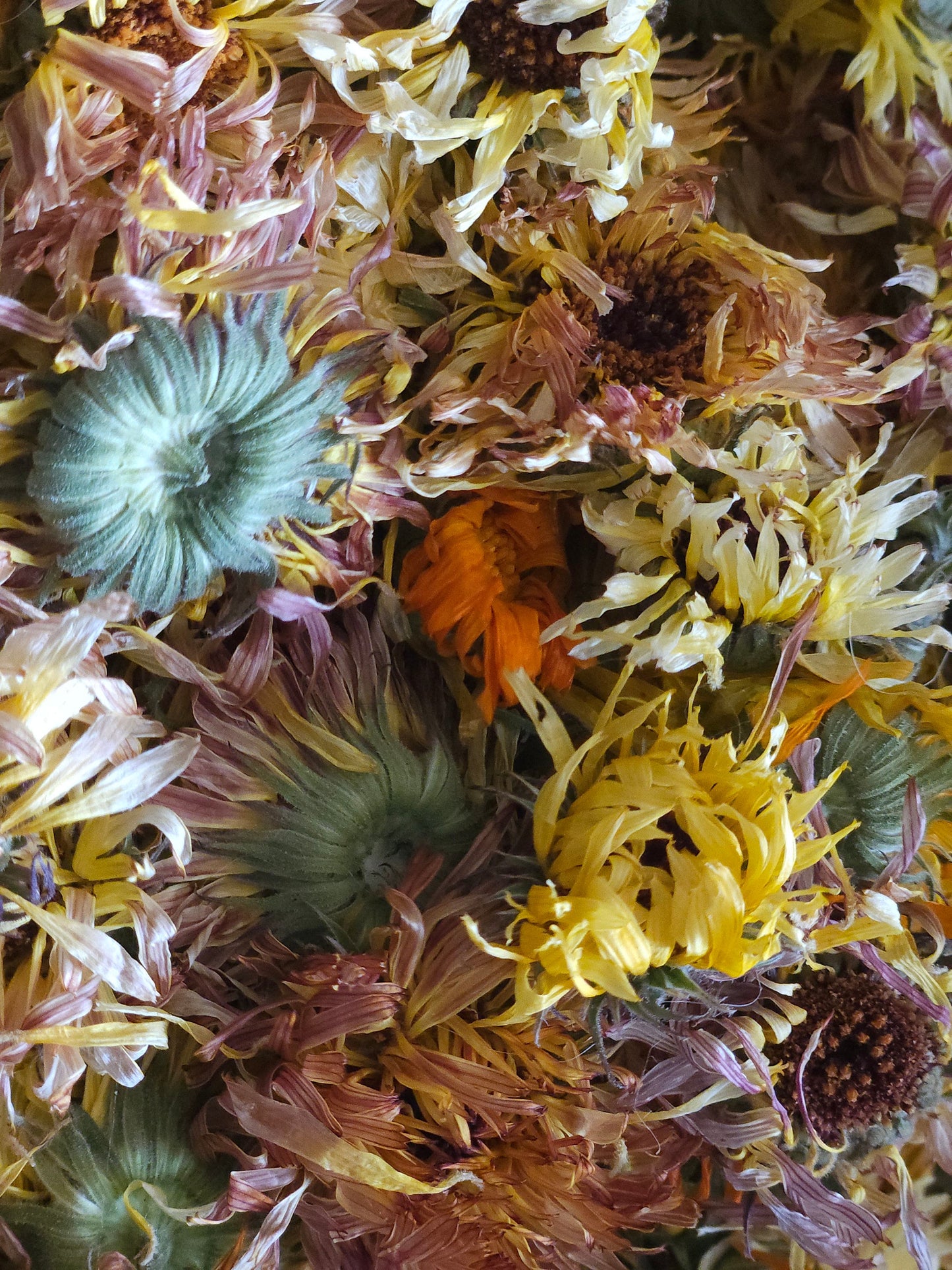 Organically Grown Calendula Flowers, Hand-Harvested 1 oz