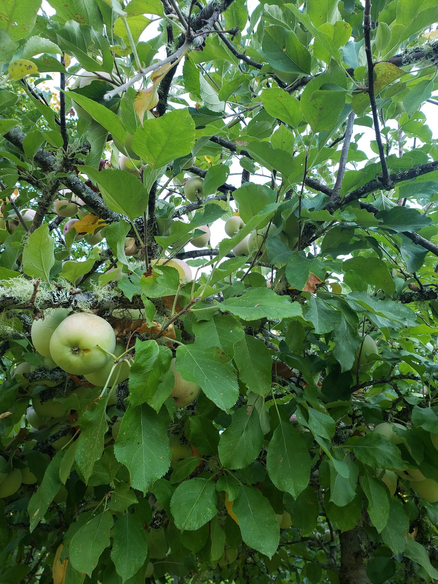Air-Dried Apple Leaves | Herbal Tea, Natural Crafts & Pet Treats | Handpicked & Unsprayed 1 oz