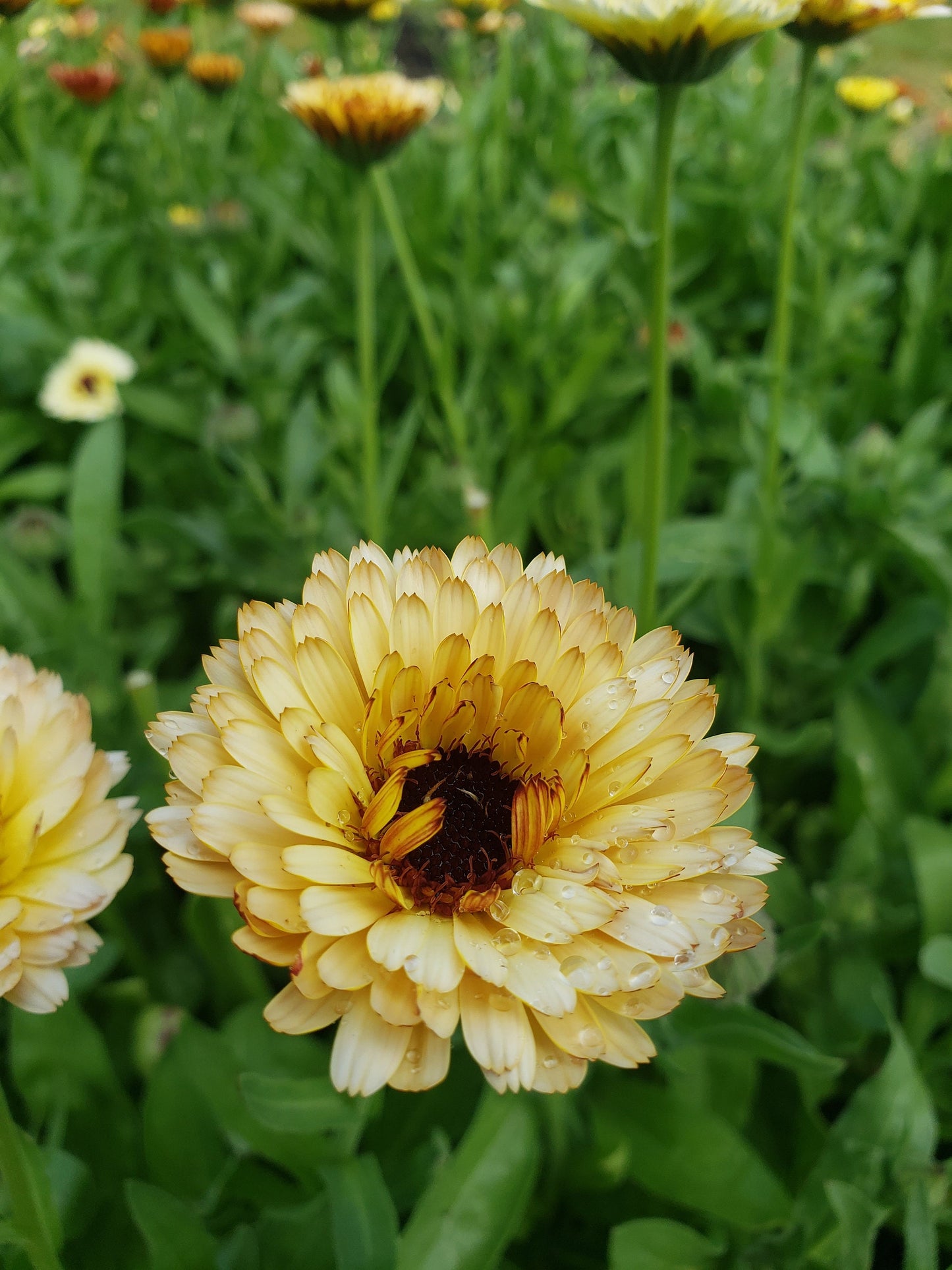 Organically Grown Calendula Flowers, Hand-Harvested 1 oz