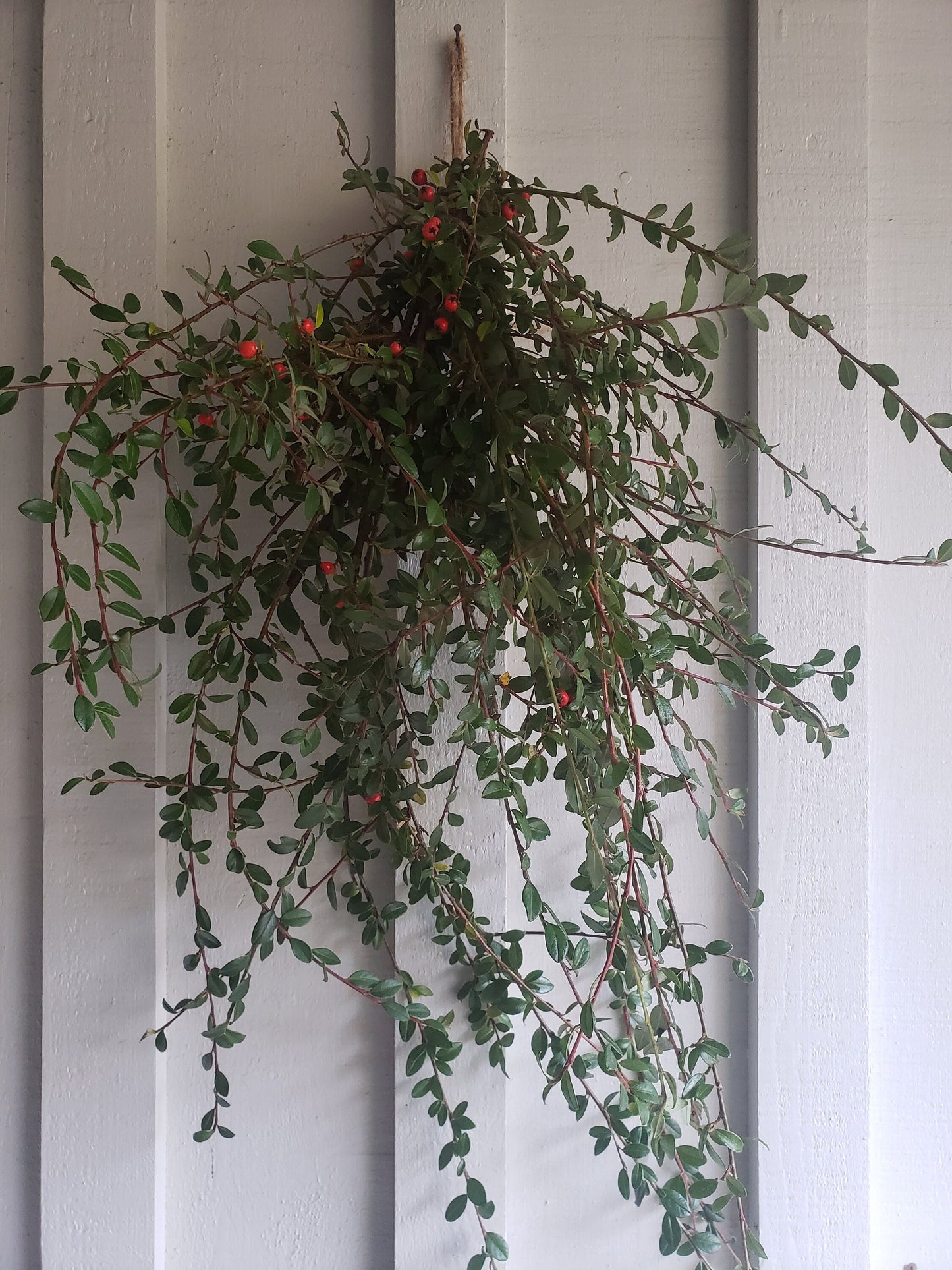 Fresh Kinnikinnick Stems – Hand Harvested Evergreen Cuttings (10 Stems, 12”+)