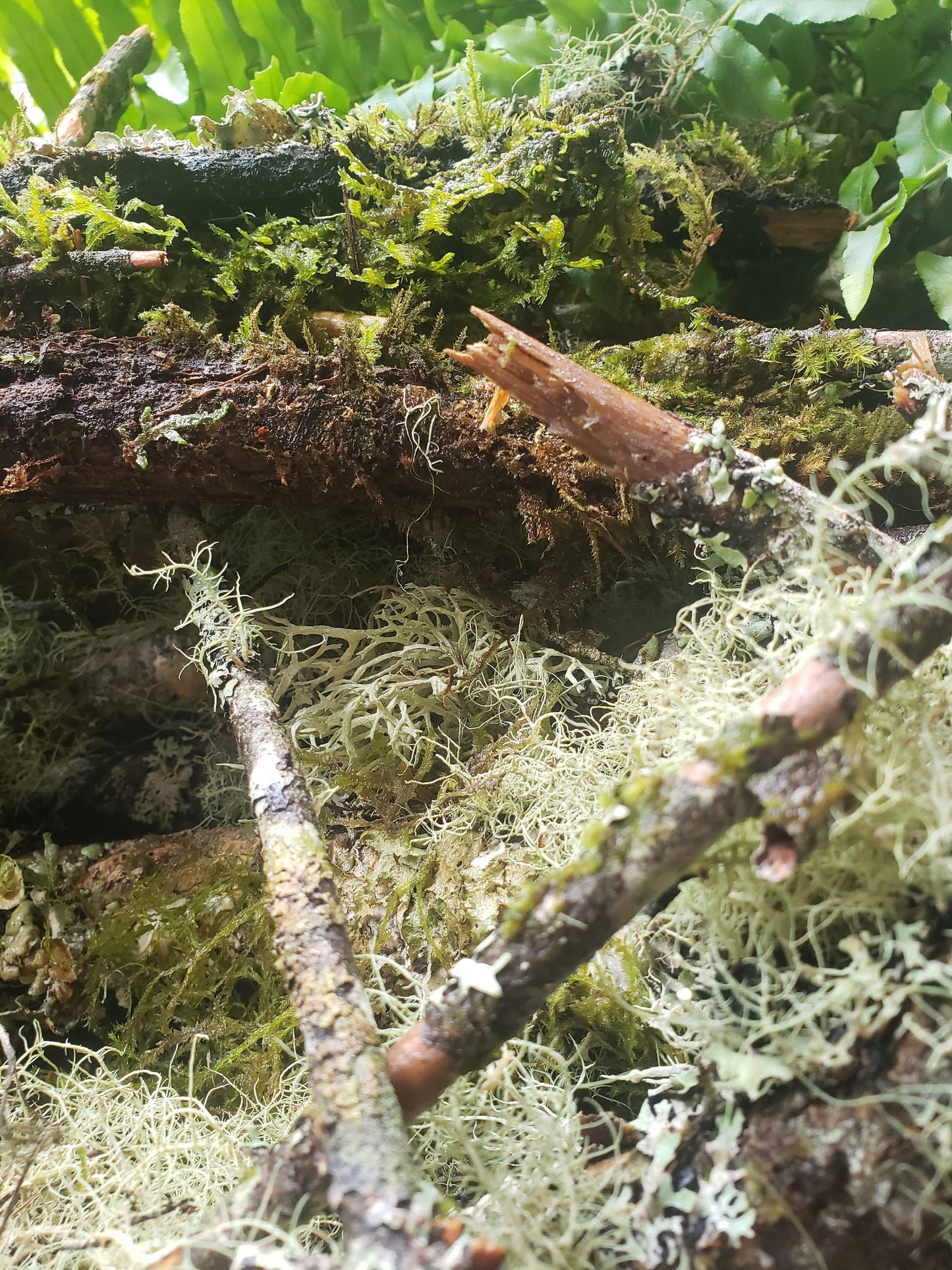 Mossy Branches with Living Lichen – Real Forest Moss Branches for Terrariums, Decor & Isopod Habitats