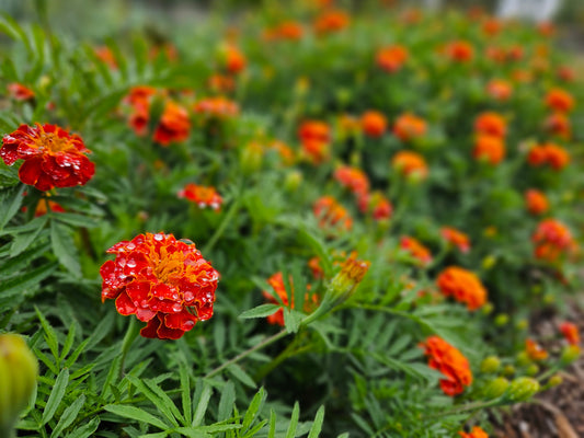 From Barn Dinners to Farmers Markets: A New Chapter for Bray Gardens