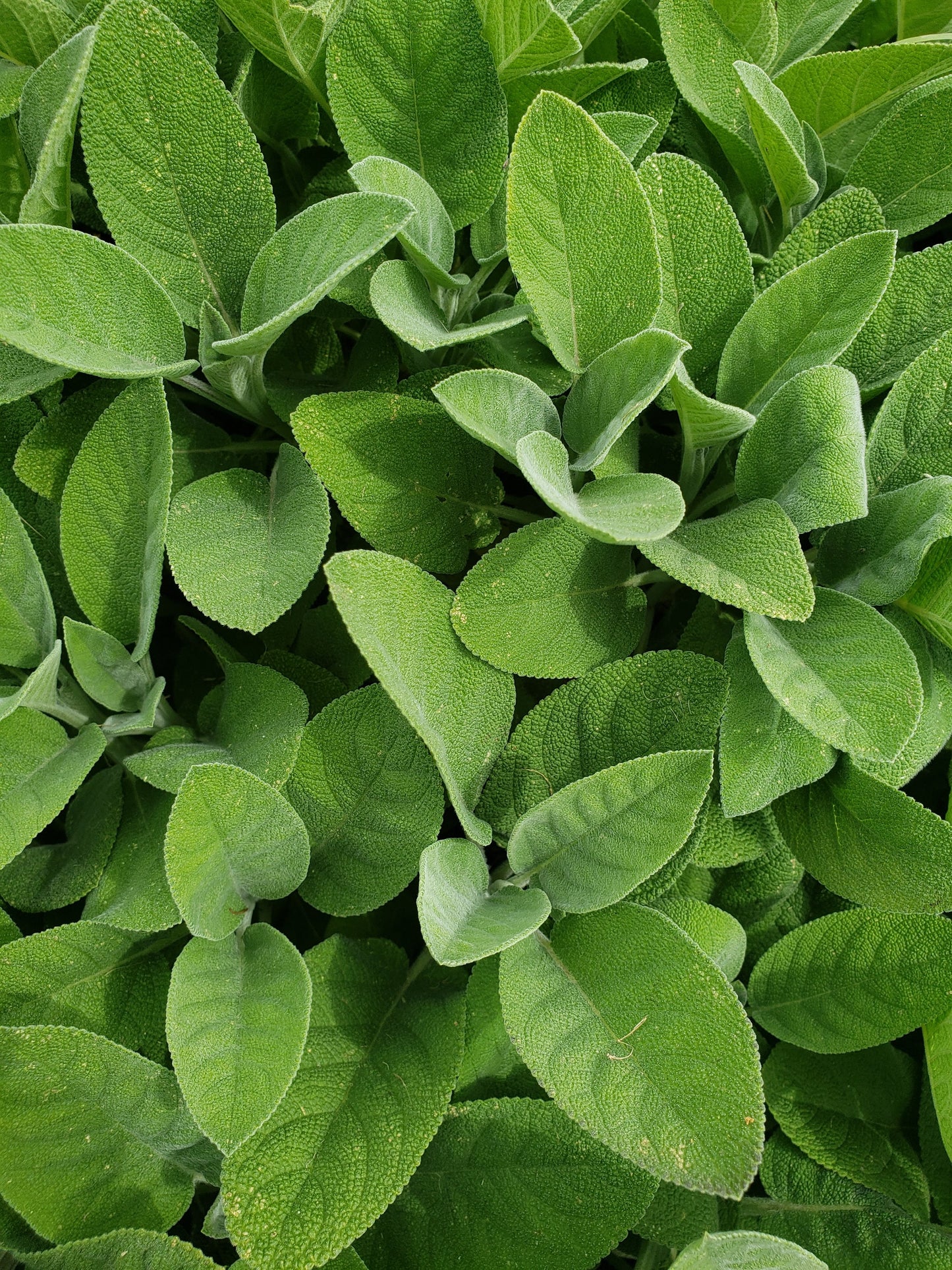 Fresh Sage – 8 oz | Culinary Herb & Natural Event Décor | Handpicked Garden Sage