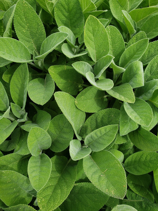 Fresh Sage – 8 oz | Culinary Herb & Natural Event Décor | Handpicked Garden Sage