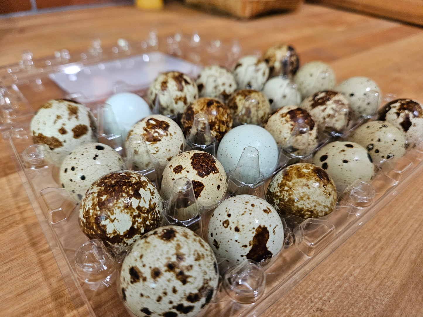 24 Fresh Quail Eggs – Corn & Soy Free | Local Pickup in Cottage Grove