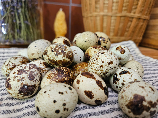 24 Fresh Quail Eggs – Corn & Soy Free | Local Pickup in Cottage Grove