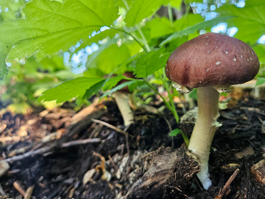 1 lb Fresh King Stropharia Mushrooms (Wine Caps / Garden Giants) – Local Pickup in Cottage Grove