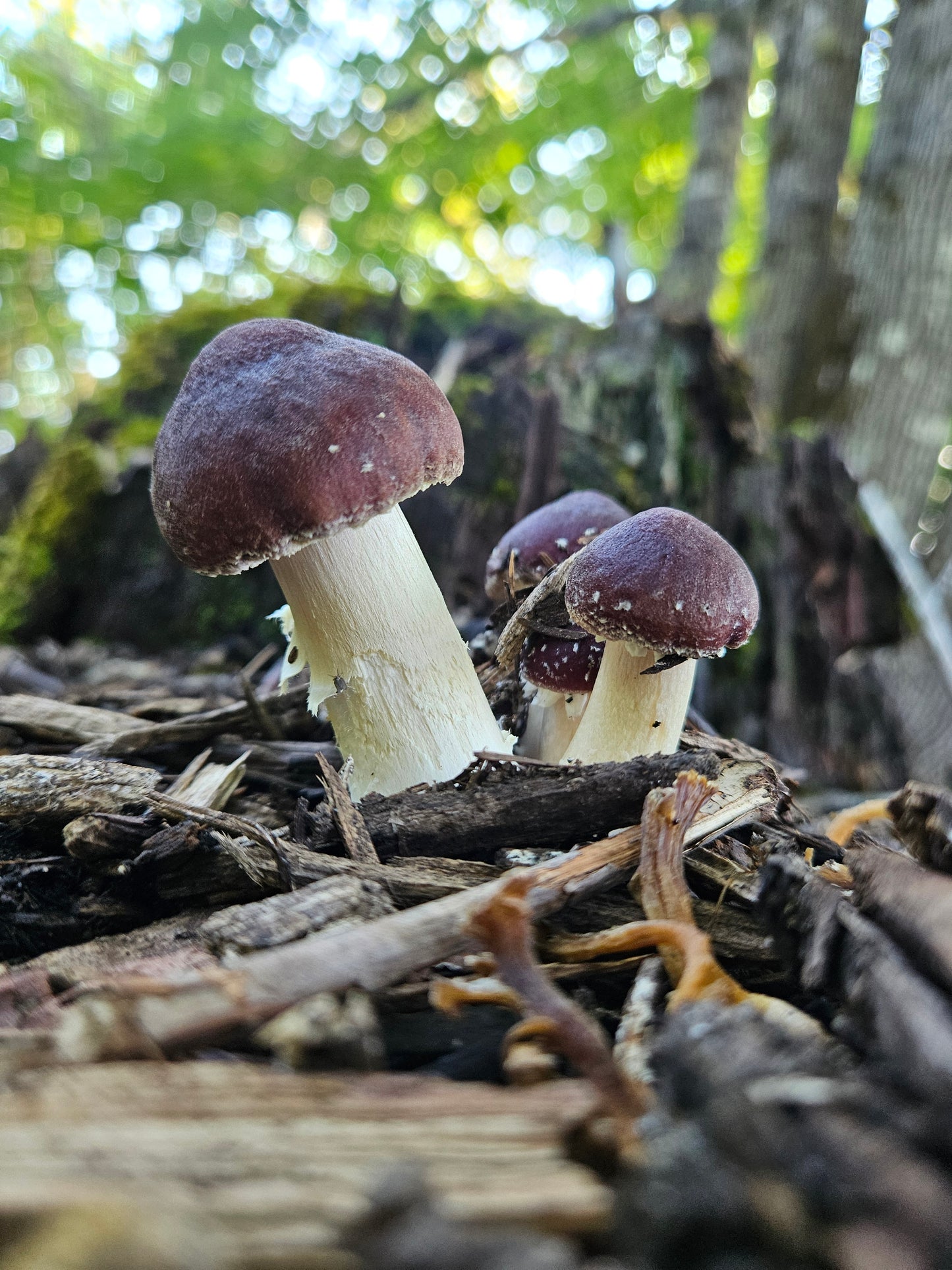 1 lb Fresh King Stropharia Mushrooms (Wine Caps / Garden Giants) – Local Pickup in Cottage Grove
