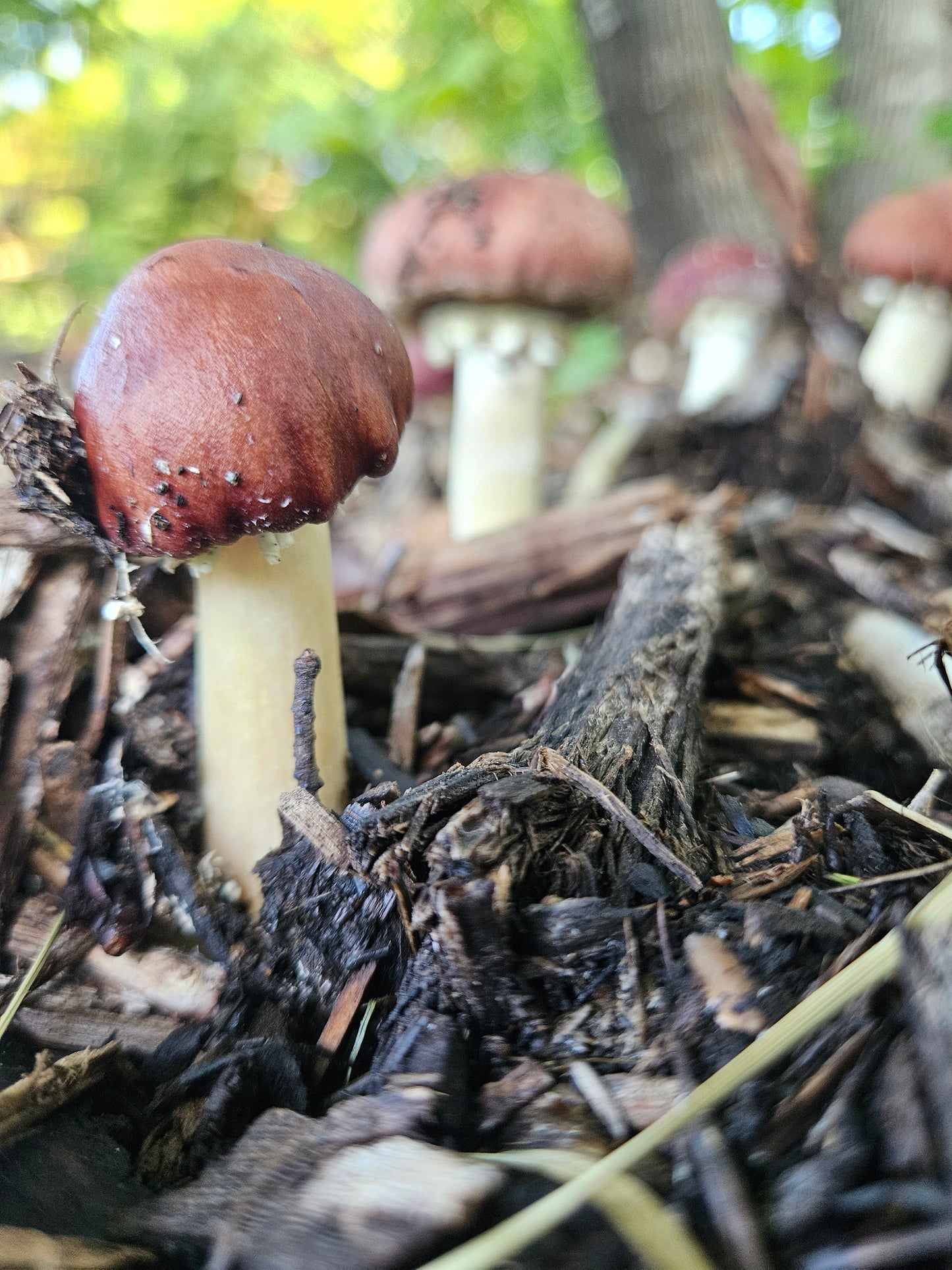 1 lb Fresh King Stropharia Mushrooms (Wine Caps / Garden Giants) – Local Pickup in Cottage Grove