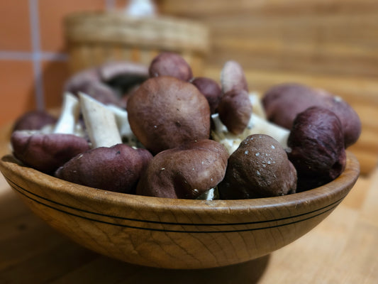 1 lb Fresh King Stropharia Mushrooms (Wine Caps / Garden Giants) – Local Pickup in Cottage Grove