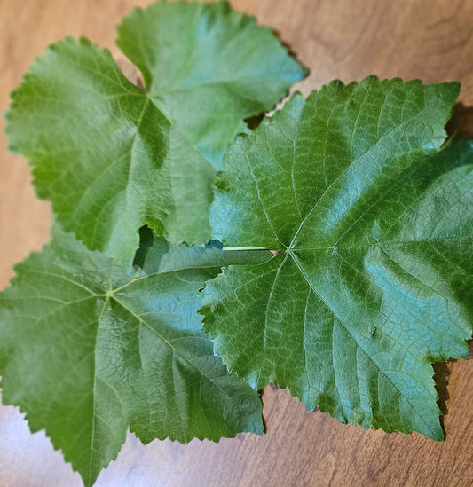 Fresh Grape Leaves | Perfect for Dolmas, Pickling & Culinary Wraps | Handpicked & Unsprayed | Sold Individually