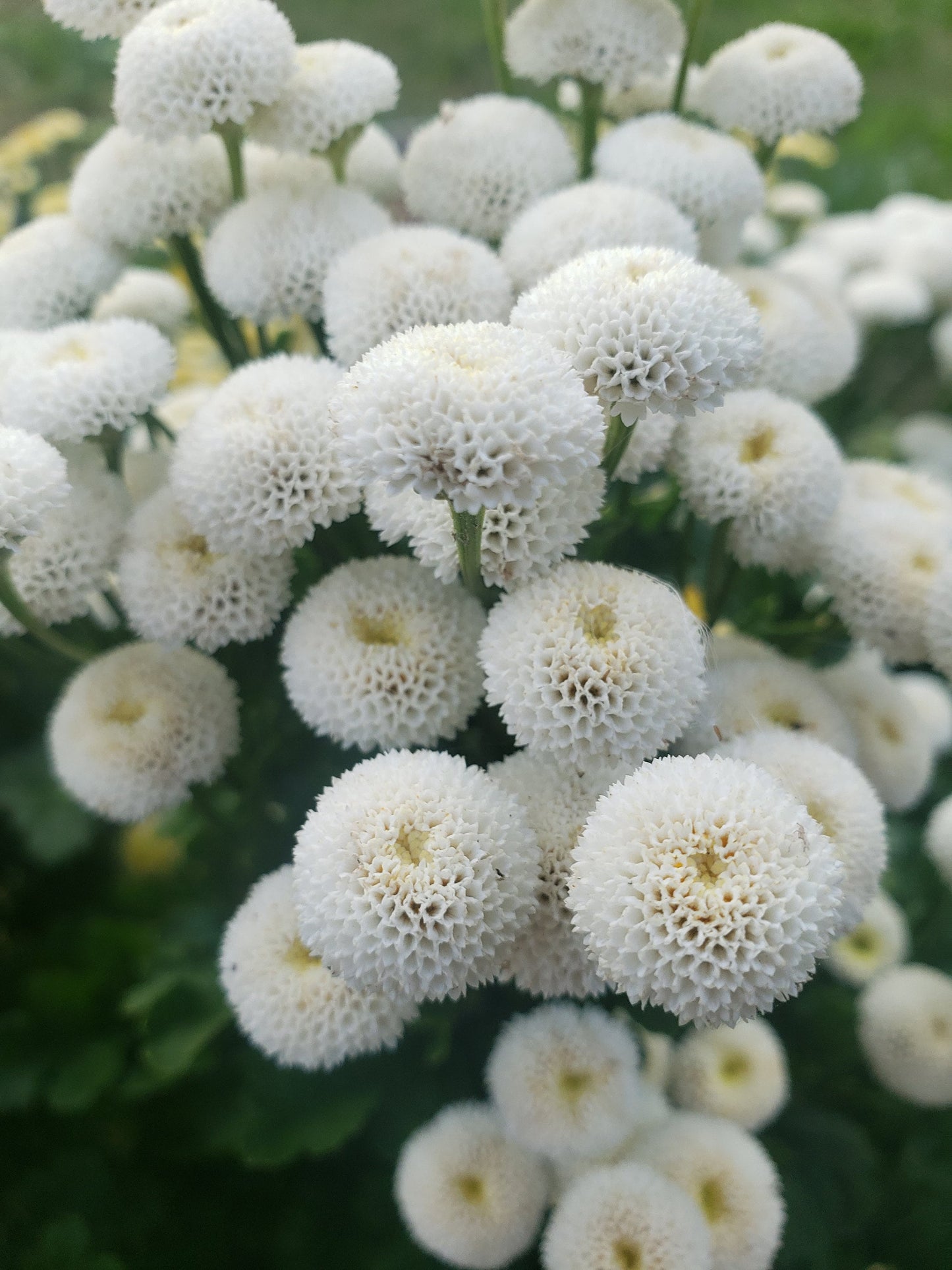 100+ Feverfew ‘Magic Lime’ Seeds | Organically Grown, Open-Pollinated | Medicinal & Pollinator-Friendly Herb