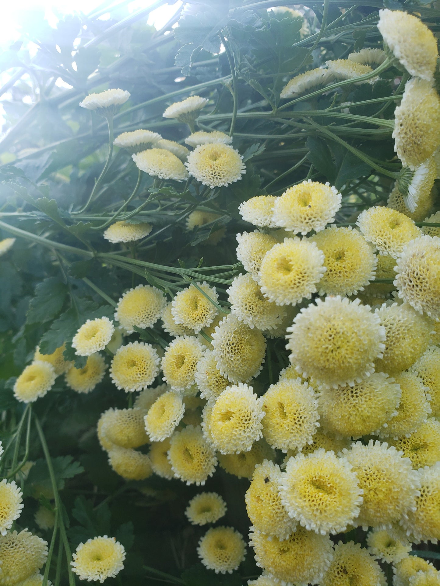 100+ Feverfew ‘Magic Lime’ Seeds | Organically Grown, Open-Pollinated | Medicinal & Pollinator-Friendly Herb