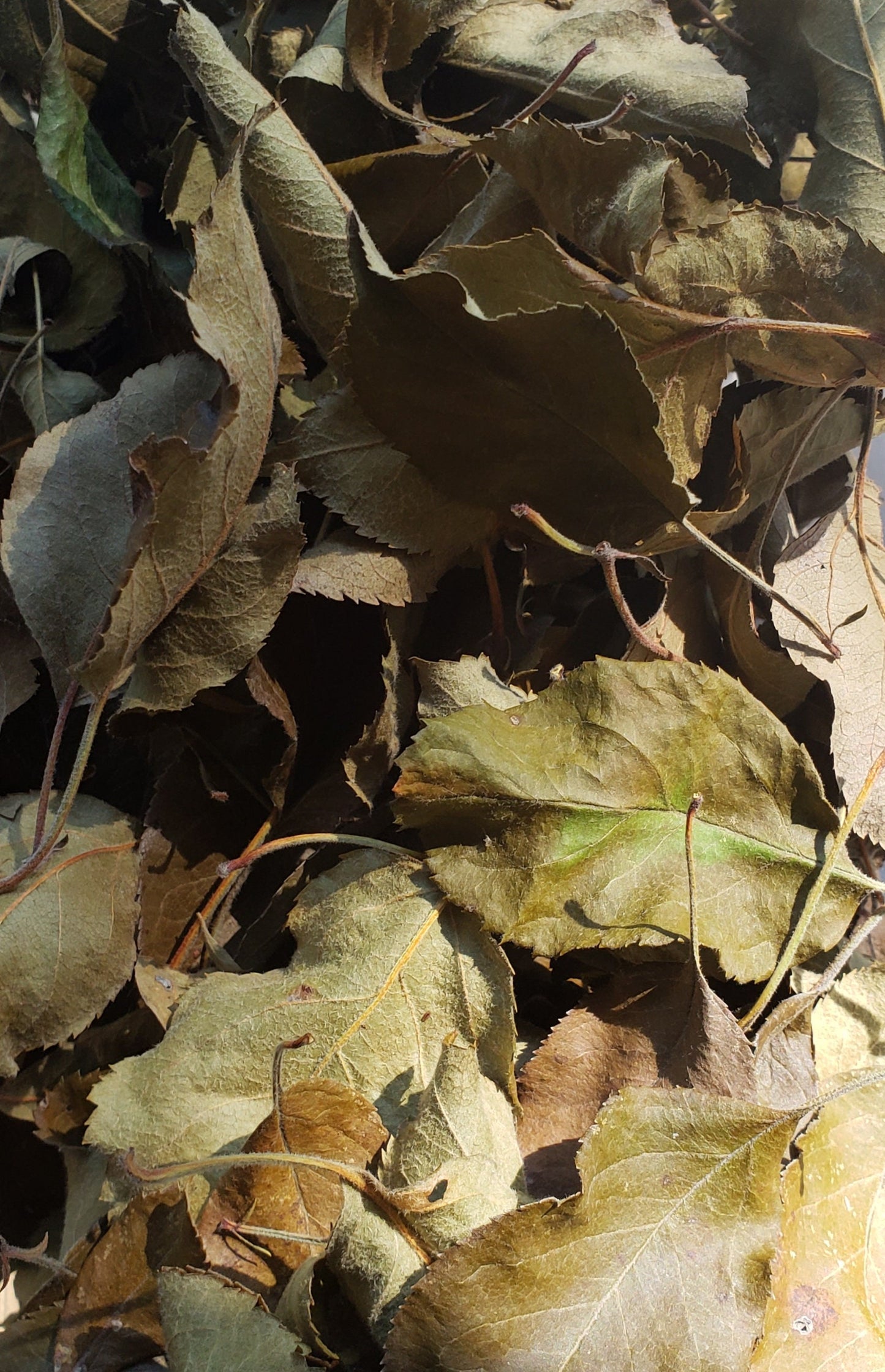 Air-Dried Apple Leaves | Herbal Tea, Natural Crafts & Pet Treats | Handpicked & Unsprayed 1 oz
