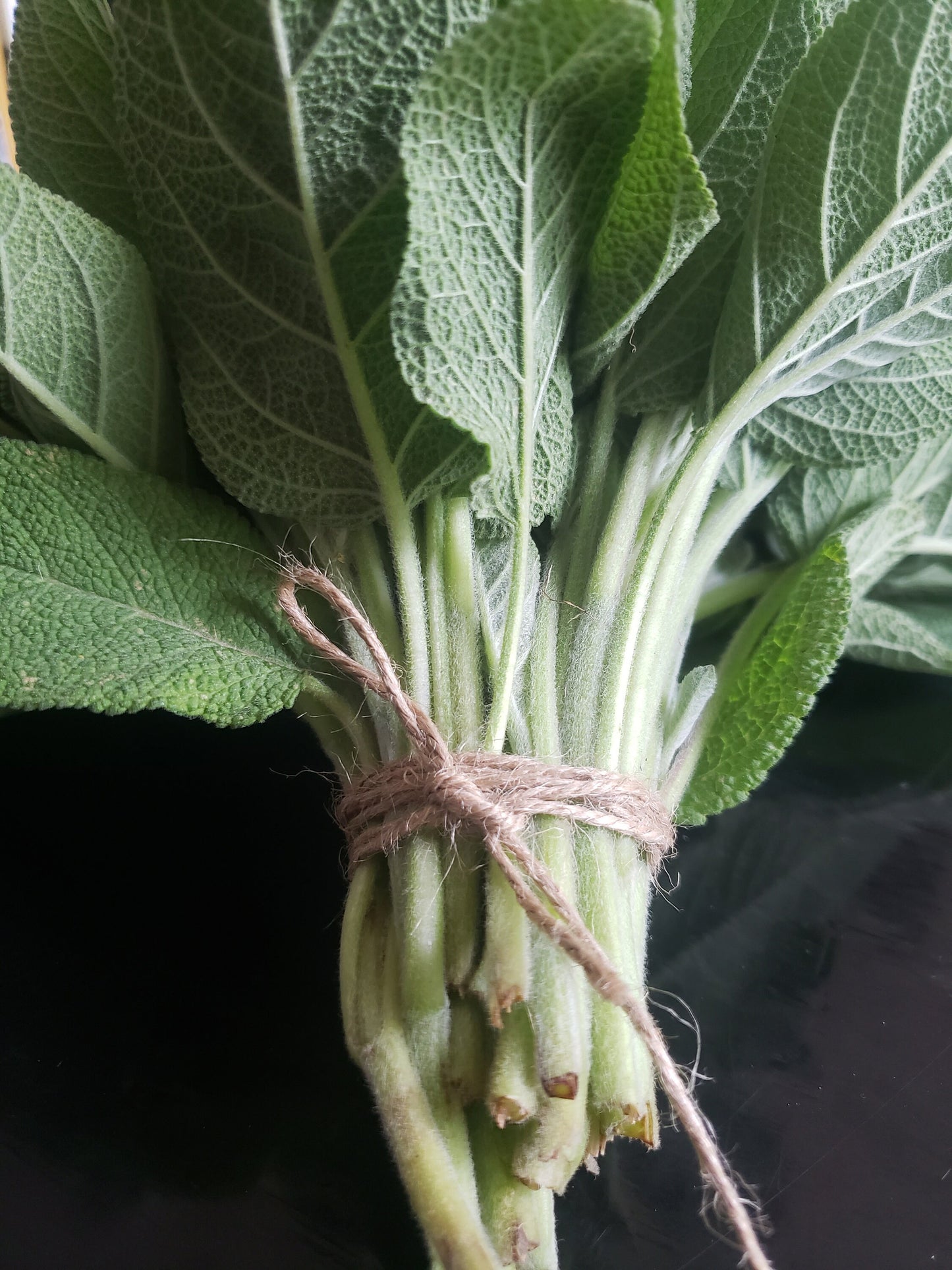 Fresh Sage – 8 oz | Culinary Herb & Natural Event Décor | Handpicked Garden Sage