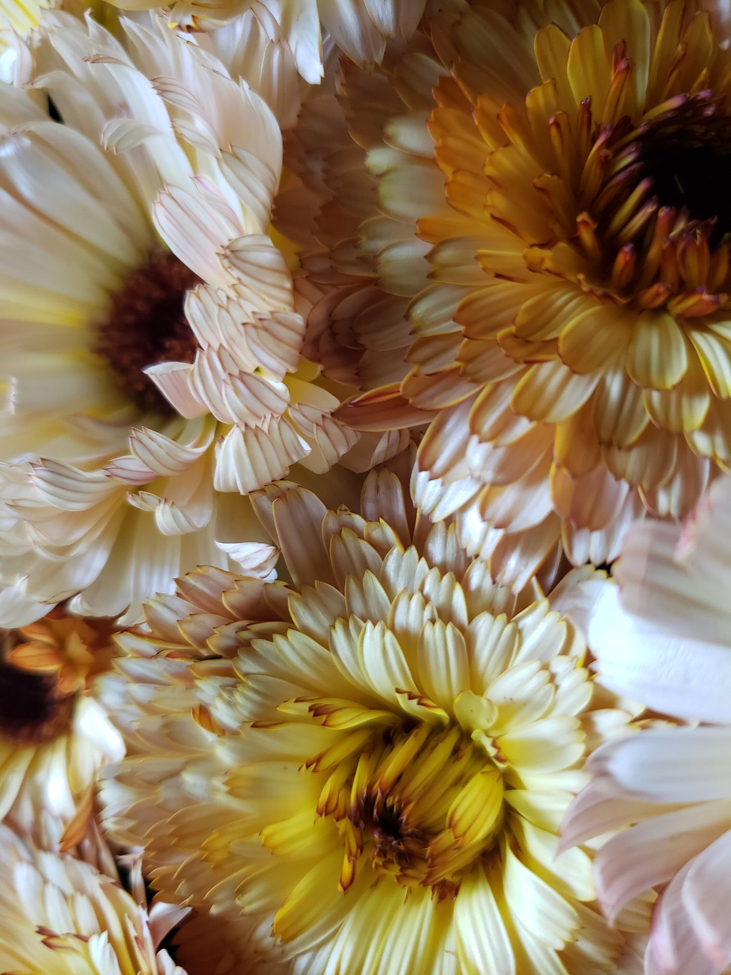 Organically Grown Calendula Flowers, Hand-Harvested 1 oz