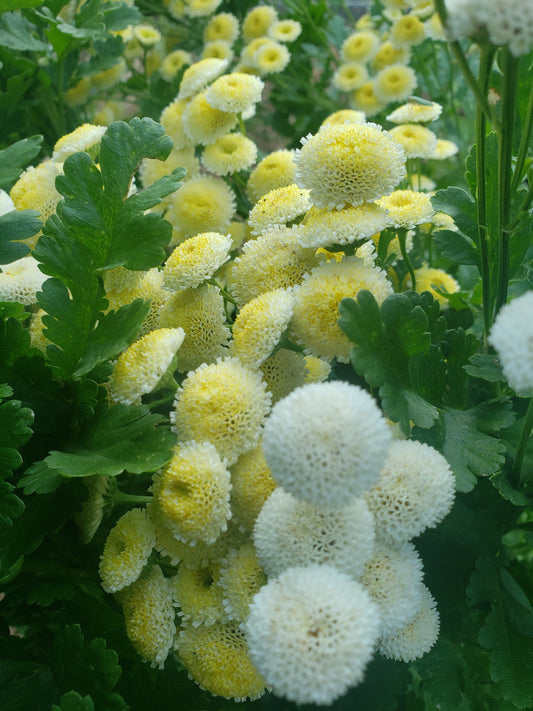 100+ Feverfew ‘Magic Lime’ Seeds | Organically Grown, Open-Pollinated | Medicinal & Pollinator-Friendly Herb