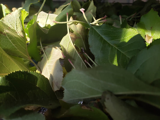 Air-Dried Apple Leaves | Herbal Tea, Natural Crafts & Pet Treats | Handpicked & Unsprayed 1 oz