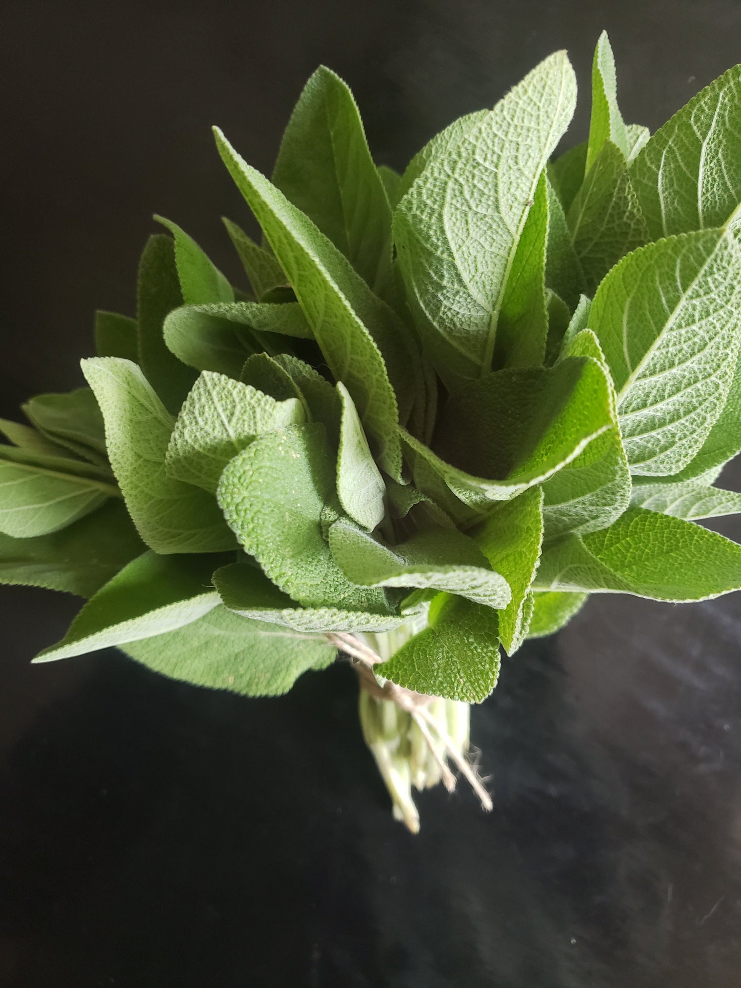 Fresh Sage – 8 oz | Culinary Herb & Natural Event Décor | Handpicked Garden Sage