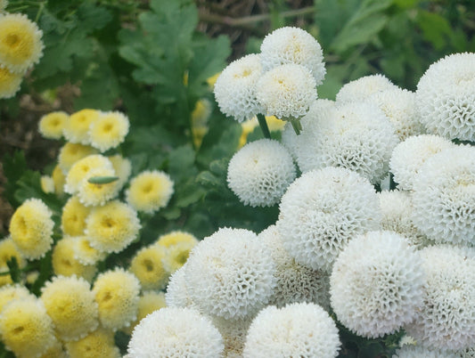 100+ Feverfew ‘Magic Lime’ Seeds | Organically Grown, Open-Pollinated | Medicinal & Pollinator-Friendly Herb