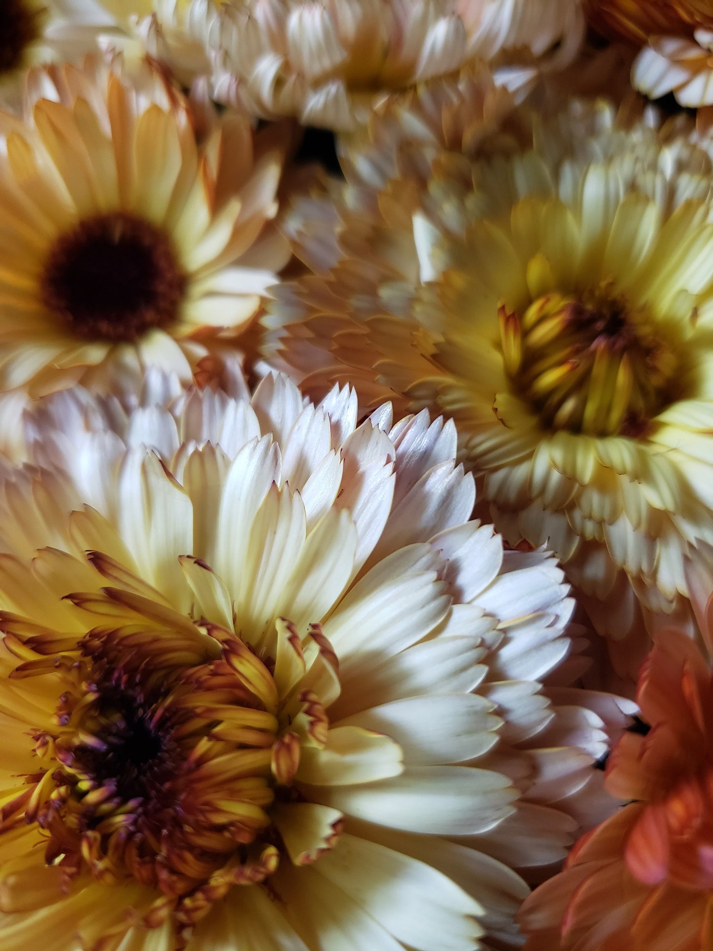 Organically Grown Calendula Flowers, Hand-Harvested 1 oz