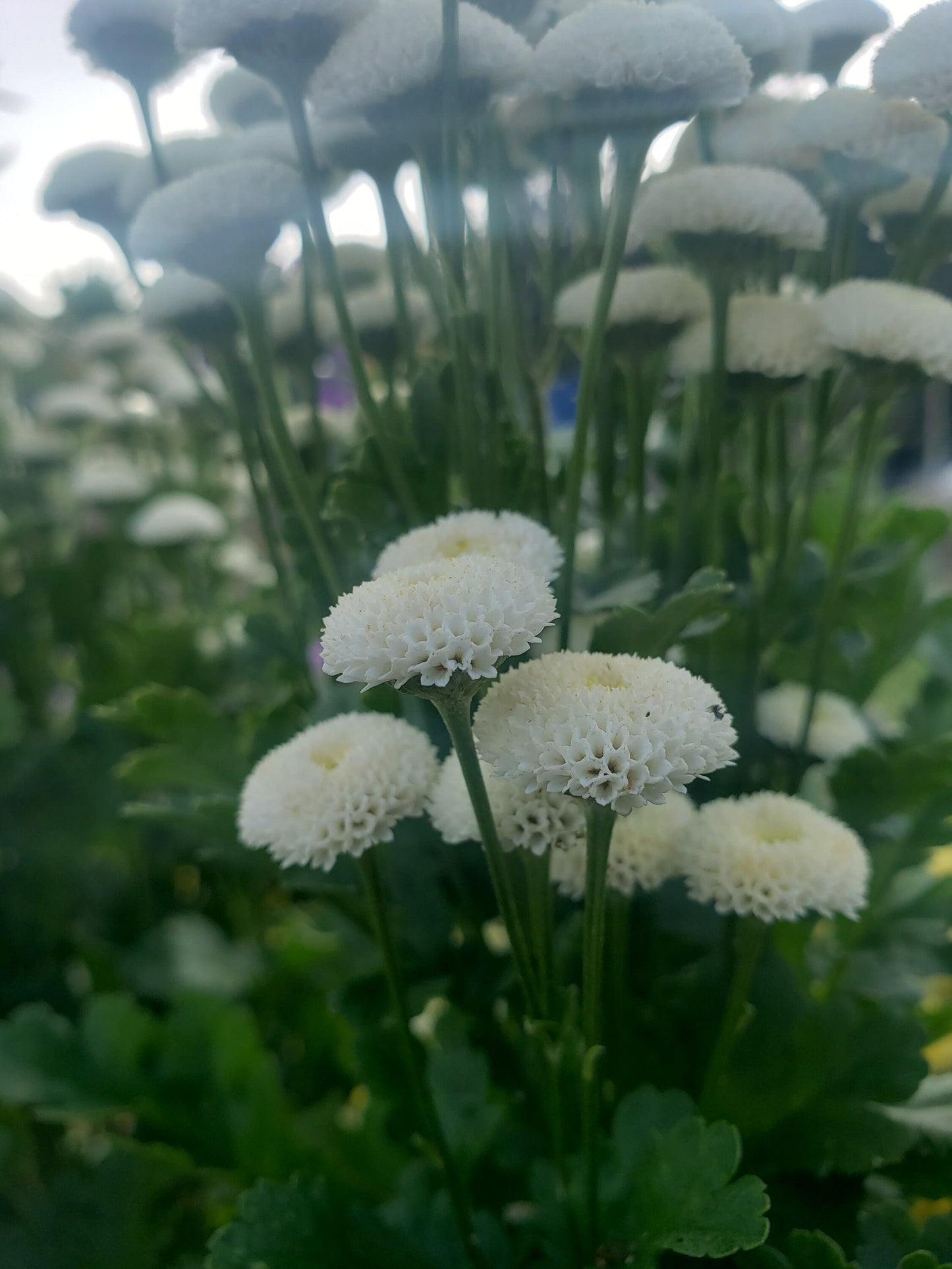 100+ Feverfew ‘Magic Lime’ Seeds | Organically Grown, Open-Pollinated | Medicinal & Pollinator-Friendly Herb