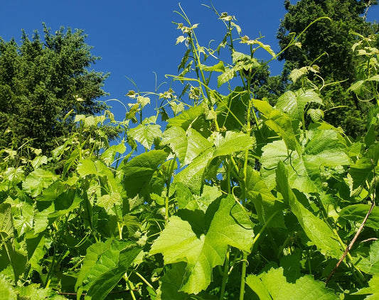 Fresh Grape Leaves | Perfect for Dolmas, Pickling & Culinary Wraps | Handpicked & Unsprayed | Sold Individually