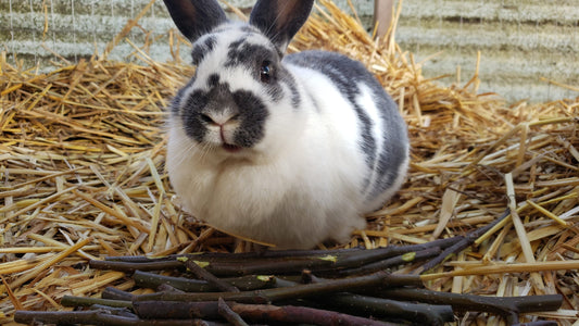 100+ Fresh Raw Apple Branch Sticks Bits&Pieces Small Box Untreated, All Natural