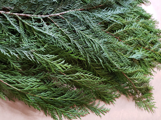 Fresh Western Red Cedar Boughs – 10 Stems (10”+ Length) Hand Harvested Evergreen Cuttings