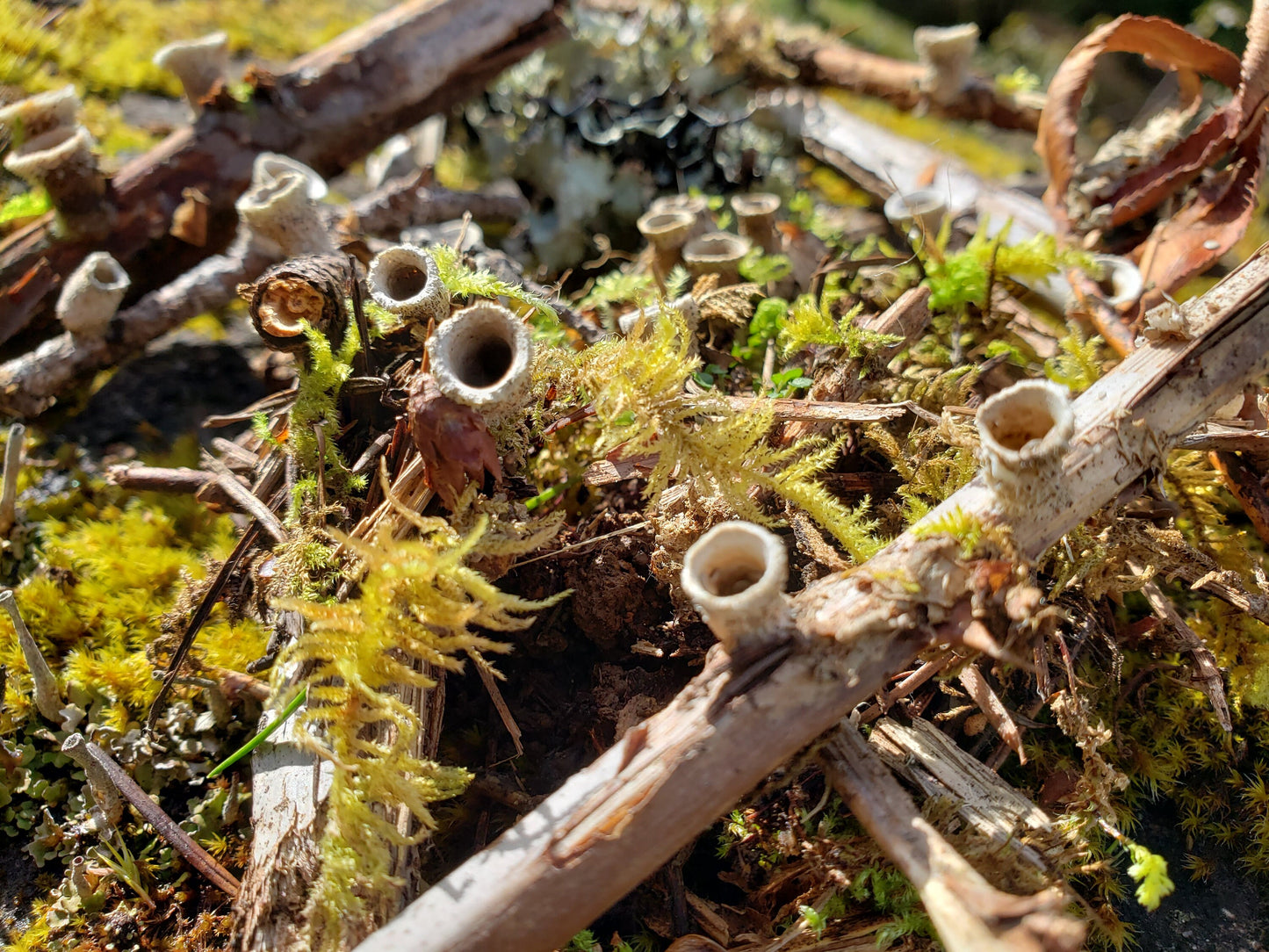 Bird’s Nest Fungi – 20+ Tiny Woodland Mushrooms for Terrariums, Fairy Gardens & Natural Decor