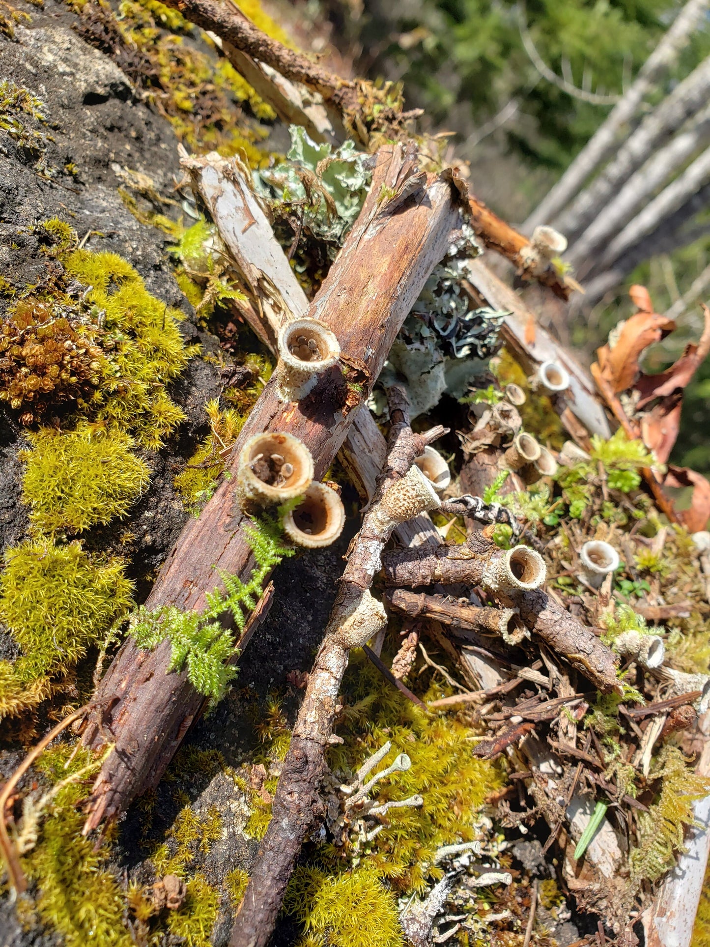 Bird’s Nest Fungi – 20+ Tiny Woodland Mushrooms for Terrariums, Fairy Gardens & Natural Decor
