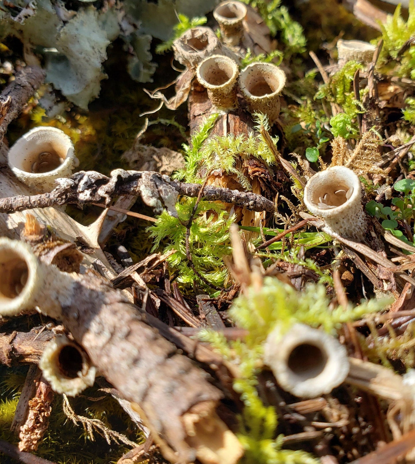 Bird’s Nest Fungi – 20+ Tiny Woodland Mushrooms for Terrariums, Fairy Gardens & Natural Decor