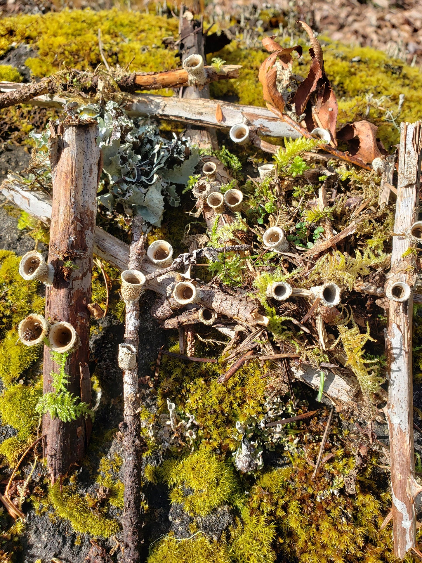 Bird’s Nest Fungi – 20+ Tiny Woodland Mushrooms for Terrariums, Fairy Gardens & Natural Decor