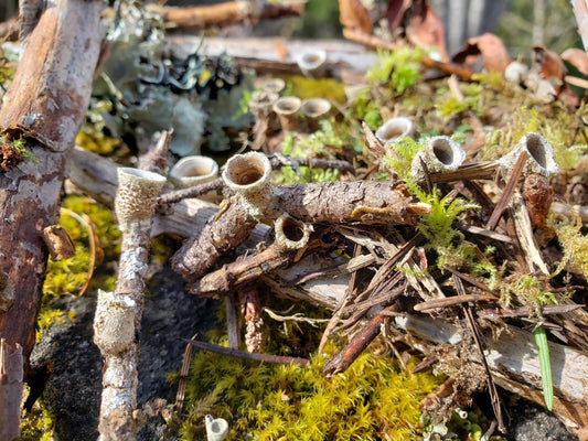 Bird’s Nest Fungi – 20+ Tiny Woodland Mushrooms for Terrariums, Fairy Gardens & Natural Decor