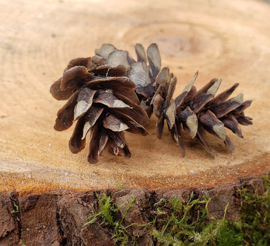Tiny Western Red Cedar Seed Cones – 25+ Wild Harvested Mini Cones for Natural Decor