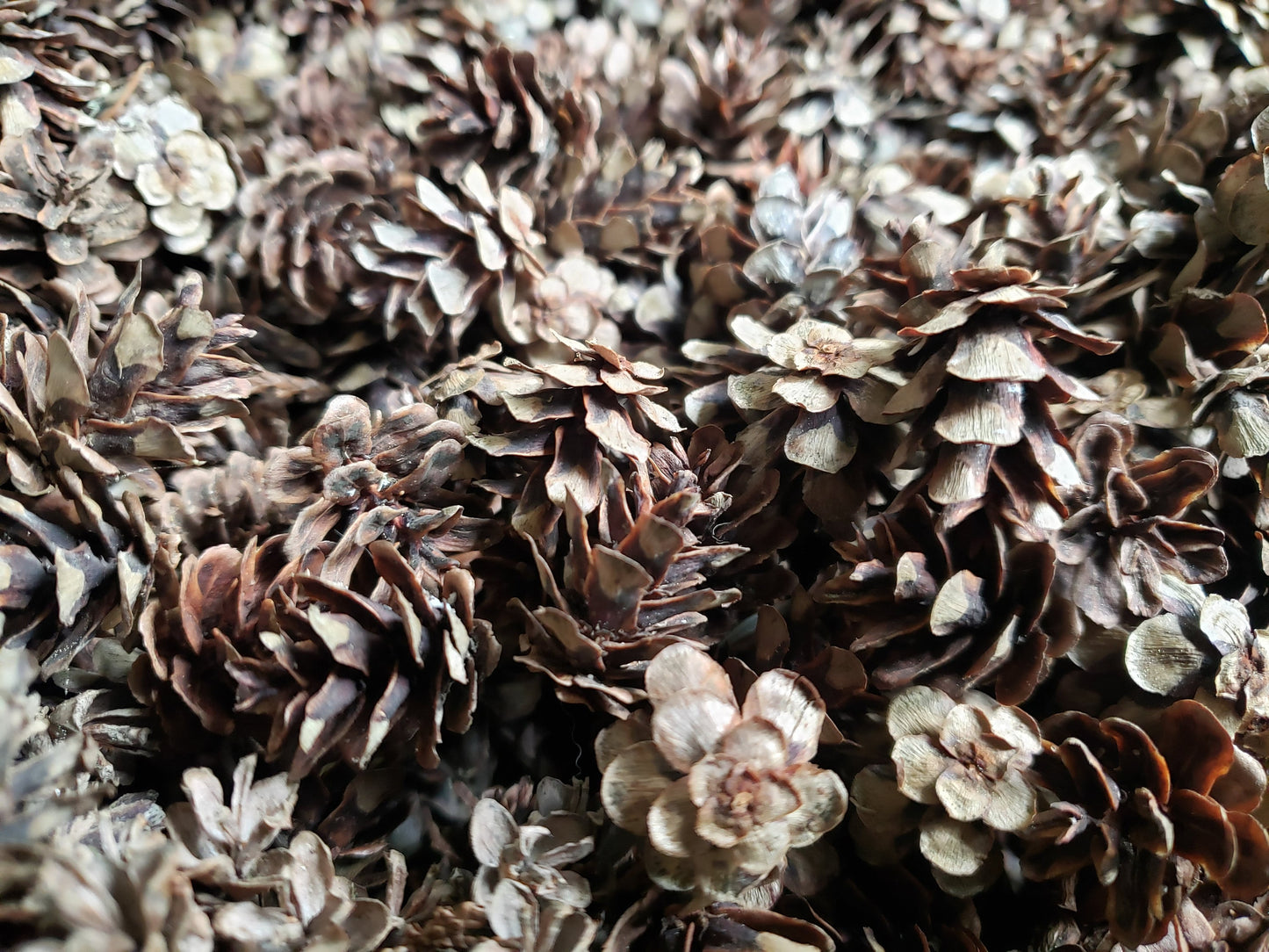 Tiny Western Red Cedar Seed Cones – 25+ Wild Harvested Mini Cones for Natural Decor