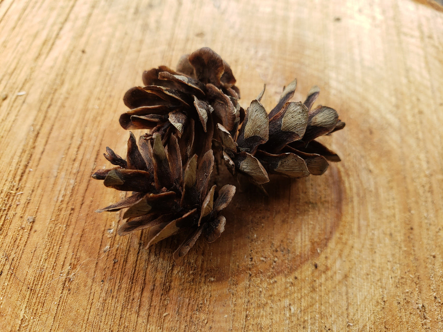Tiny Western Red Cedar Seed Cones – 25+ Wild Harvested Mini Cones for Natural Decor
