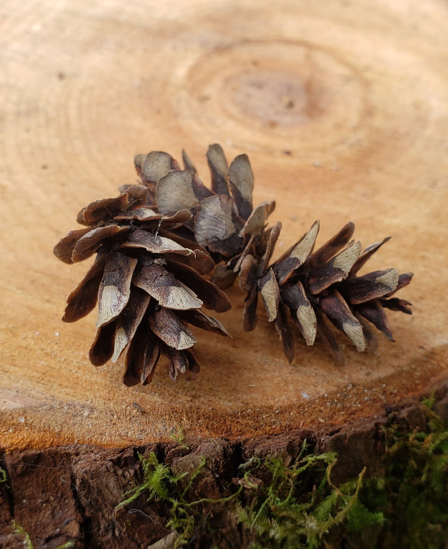 Tiny Western Red Cedar Seed Cones – 25+ Wild Harvested Mini Cones for Natural Decor
