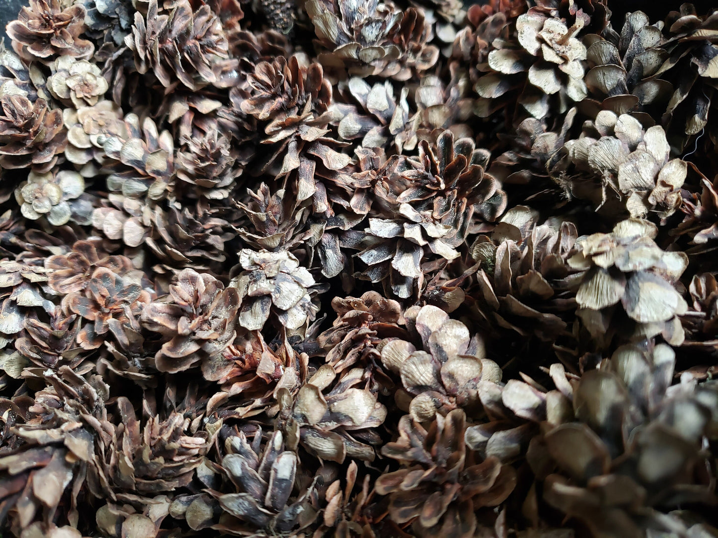 Tiny Western Red Cedar Seed Cones – 25+ Wild Harvested Mini Cones for Natural Decor