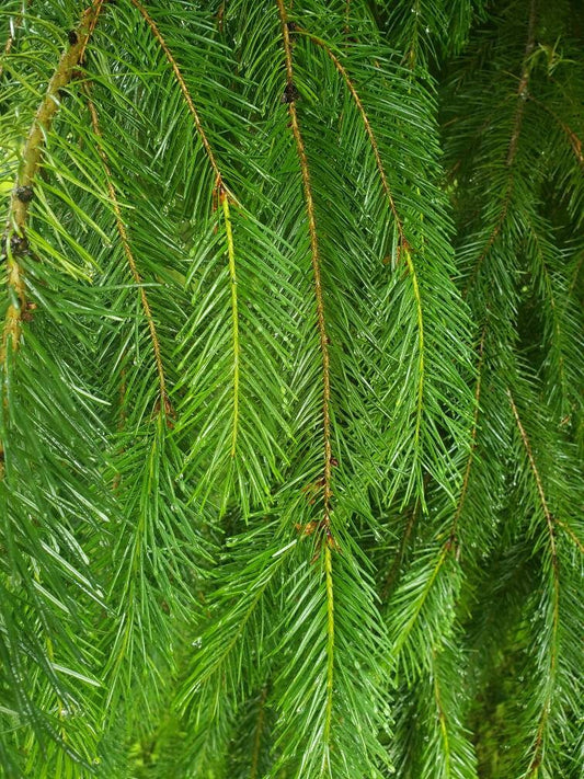 Fresh Douglas Fir Boughs – 10 Stems (10”+ Length) Hand Harvested Evergreen Cuttings