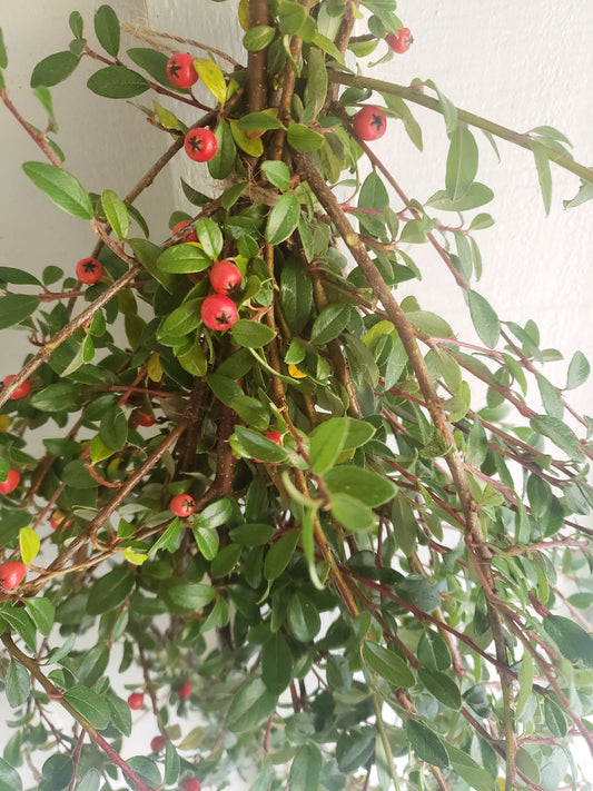 Fresh Kinnikinnick Stems – Hand Harvested Evergreen Cuttings (10 Stems, 12”+)