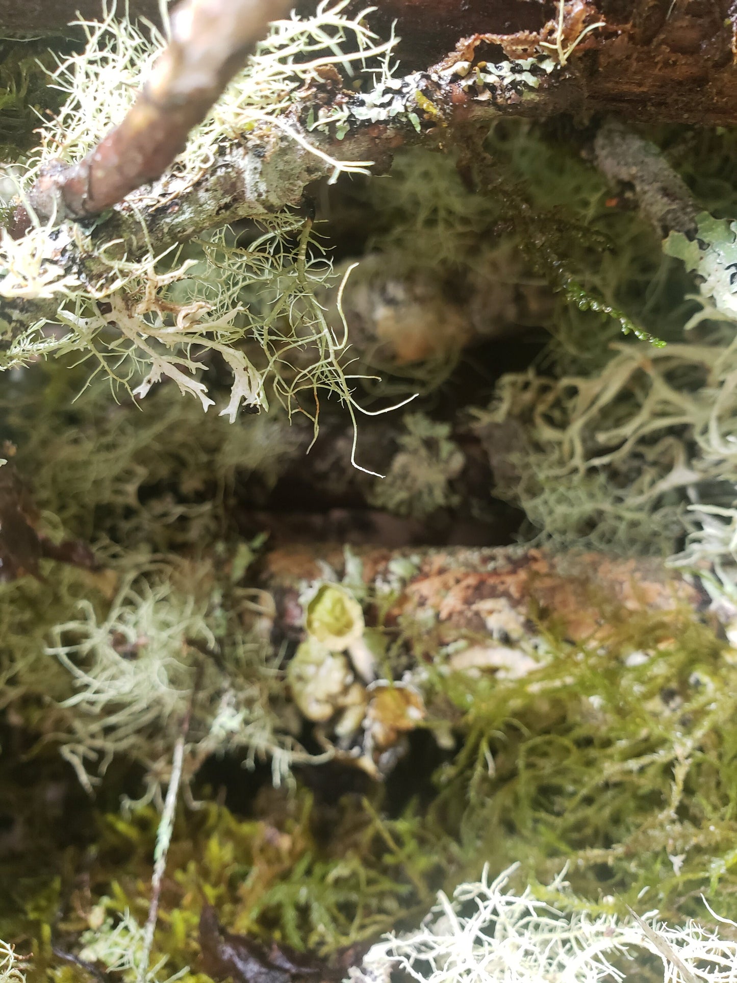 Mossy Branches with Living Lichen – Real Forest Moss Branches for Terrariums, Decor & Isopod Habitats