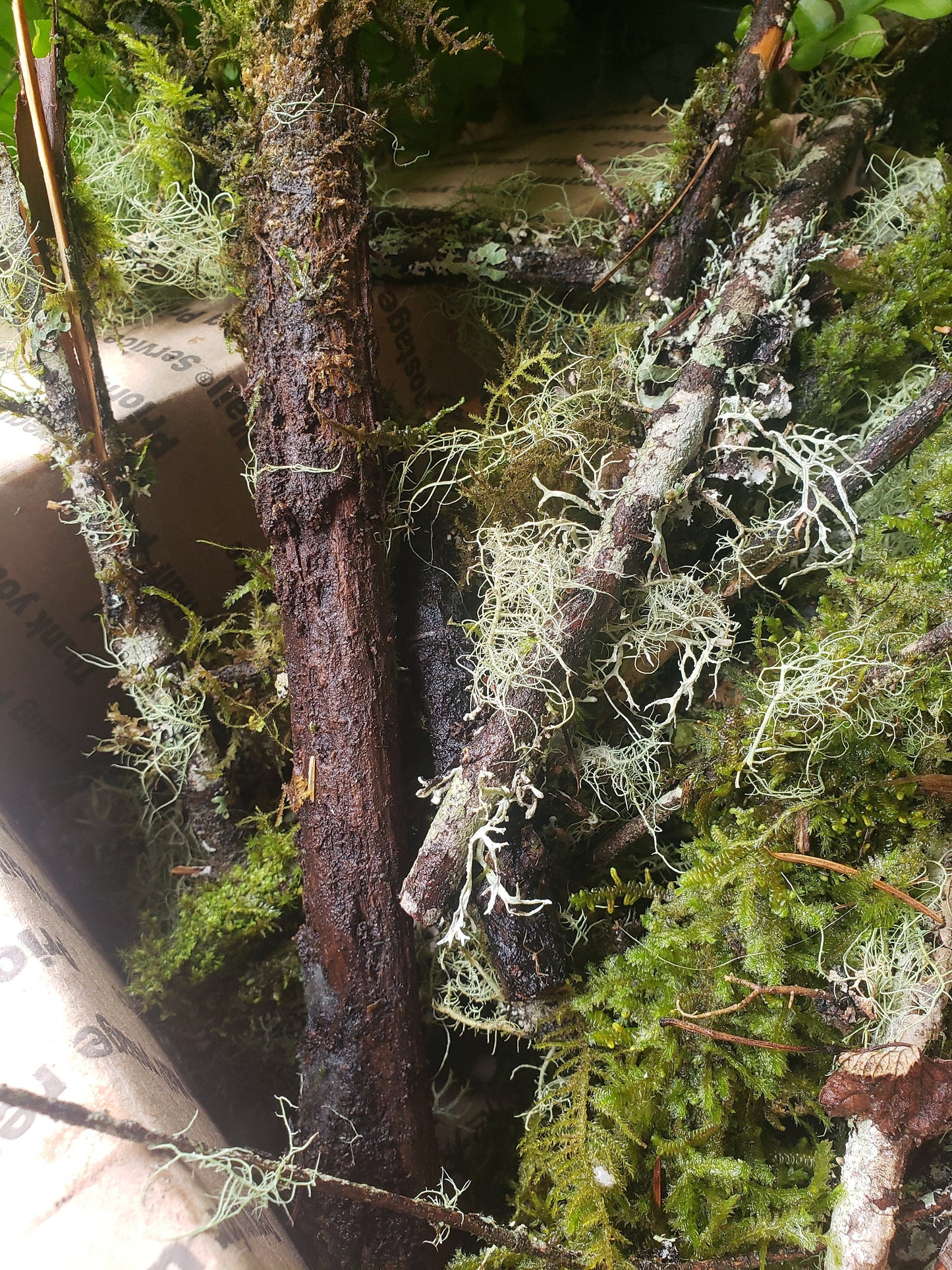 Mossy Branches with Living Lichen – Real Forest Moss Branches for Terrariums, Decor & Isopod Habitats