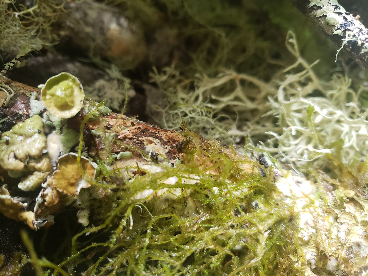 Mossy Branches with Living Lichen – Real Forest Moss Branches for Terrariums, Decor & Isopod Habitats