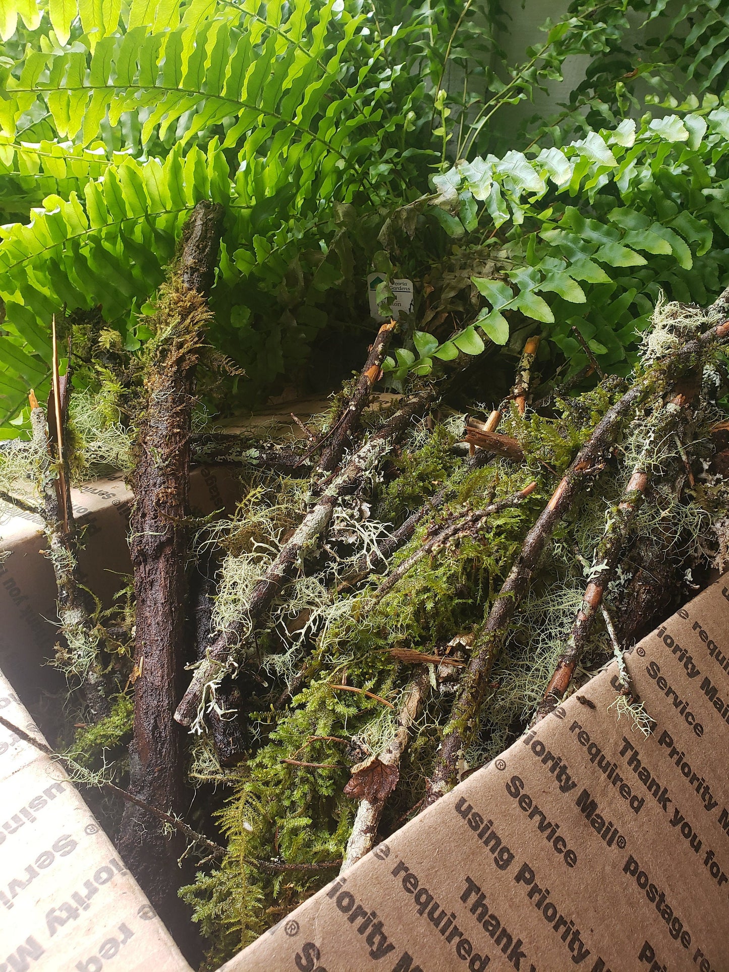 Mossy Branches with Living Lichen – Real Forest Moss Branches for Terrariums, Decor & Isopod Habitats