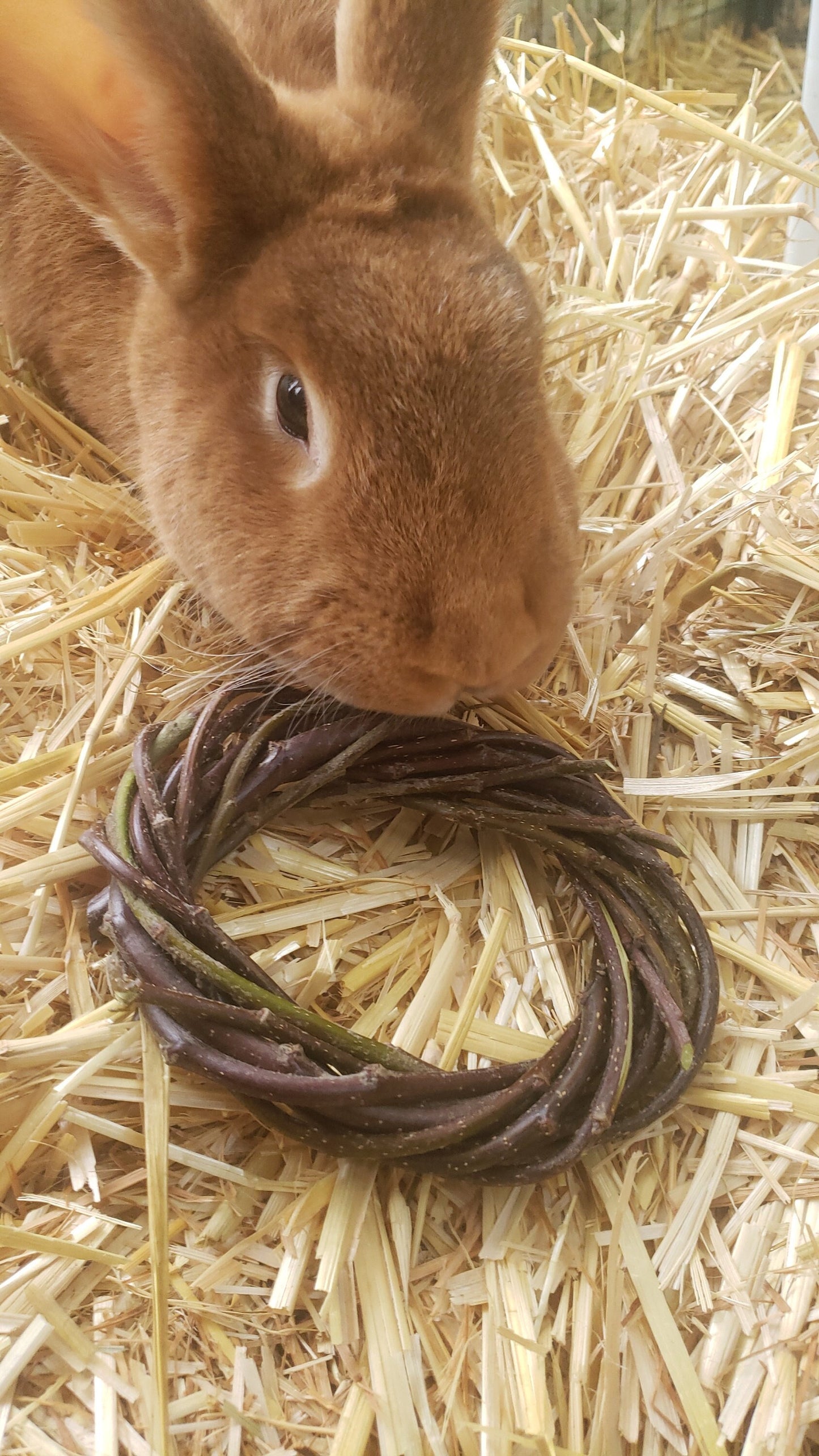 Organic Raw Apple Wreath Chews