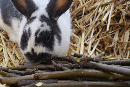 50+ Fresh Raw Apple Branch Chew Sticks All Natural, Untreated, Organic